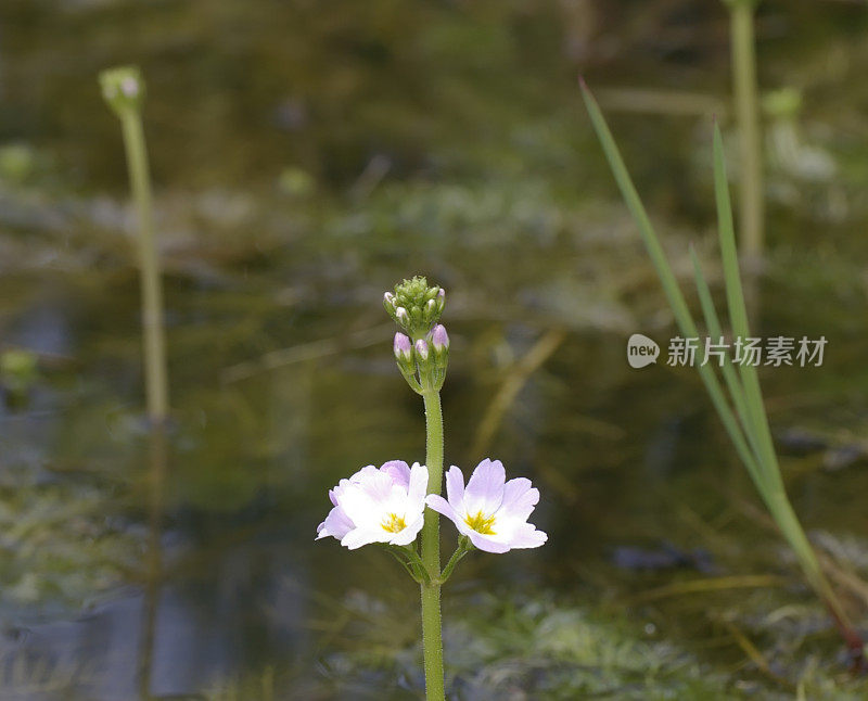 水紫(hotonia palustris)